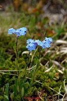 Alpen Vergissmeinnicht (2)